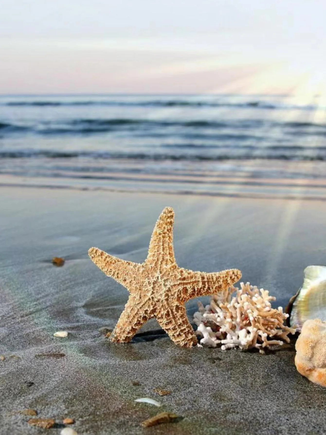 Sea Tie Wind Starfish Earrings